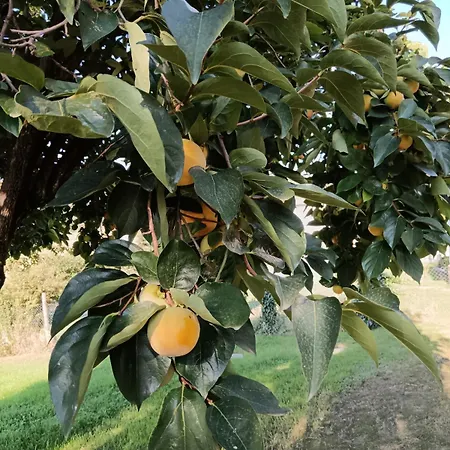 Subiet Oda ve Kahvaltı 3*